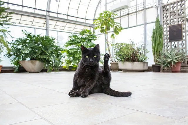 What Houseplants Are Poisonous to Cats? 15 Vet-Verified Toxic Types