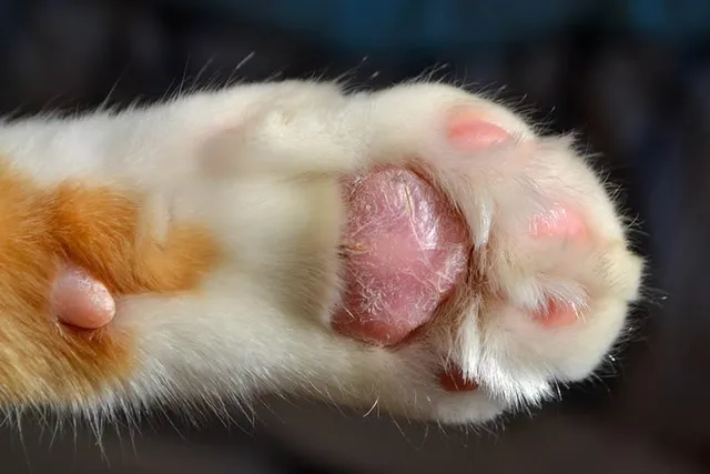 Why Are My Cat’s Paws Peeling? Vet Answers