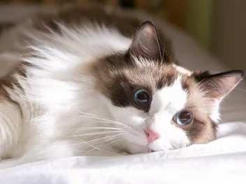 11 Amazing Ragdoll Cat Facts: Surprising Things You'll Love to Learn