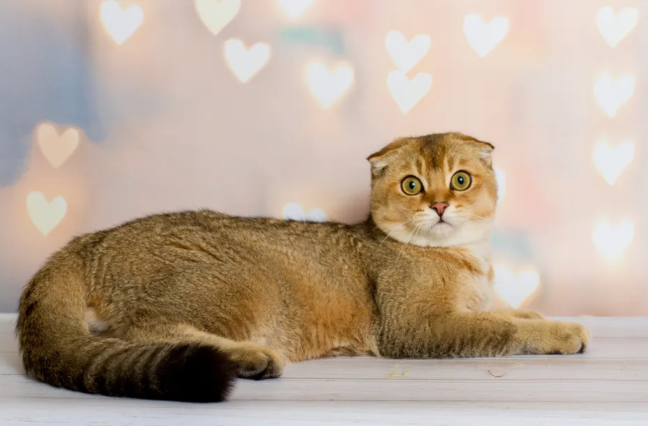 Golden Scottish fold