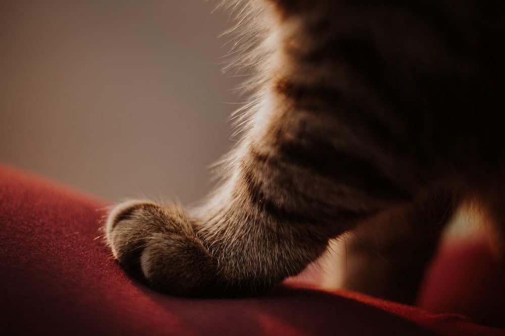 Cat-paw-on-a-red-fabric