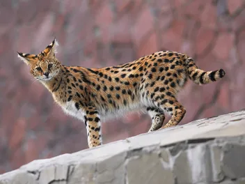 F2 Savannah Cat: Facts, Origin & History (With Pictures)
