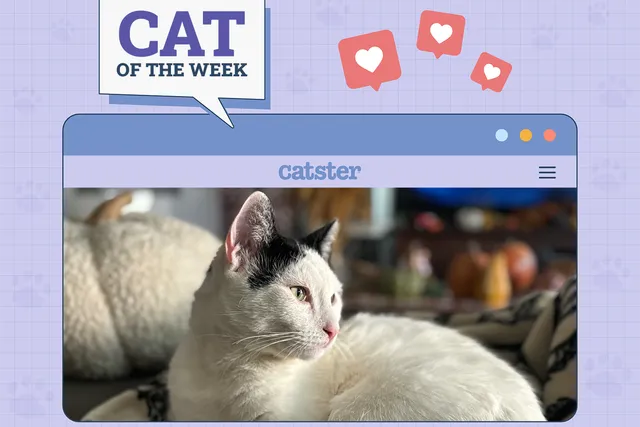 Catster Photo Contest: Cats of the Week Winners (June 26, 2025)
