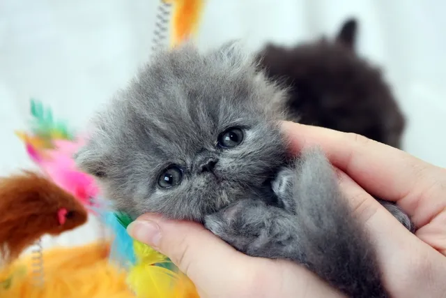 Persian Kittens for Sale in Kansas Breeders List 2026
