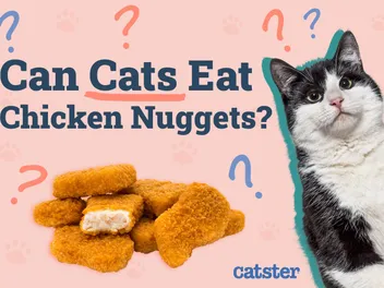 Can Cats Eat Chicken Nuggets? Vet-Verified Facts & FAQ