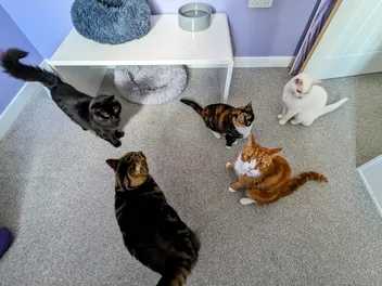 The Harsh Reality of Life with 10 Pets Part 2: Hairballs, Cat Litter & Fur on EVERYTHING