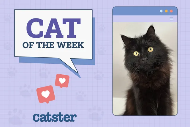 Catster Photo Contest: Cats of the Week Winners (November 8, 2024)