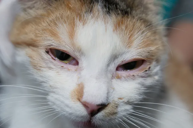 Feline Herpesvirus Treatments: Famciclovir - Medication Usage & FAQ (Vet Answer)