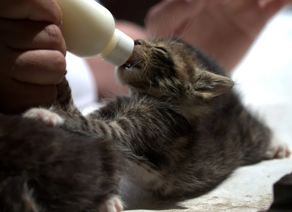 feeding kitten