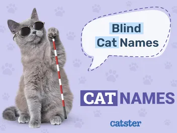 Blind Cat Names: 170 Great Ideas for Your Amazing Pet