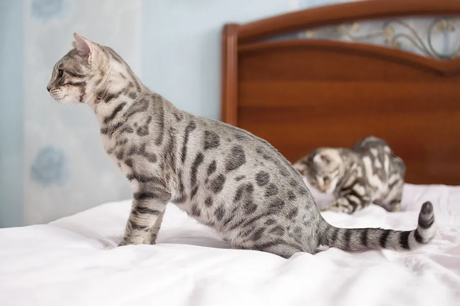 blue bengal cat on bed