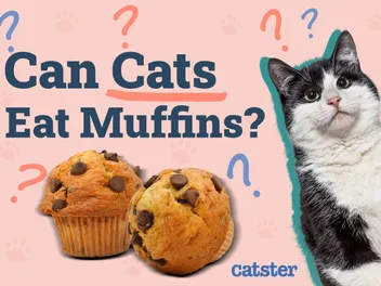 Can Cats Eat Muffins? Vet-Reviewed Risks & Safe Alternatives