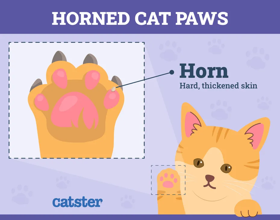 Horned Cat Paw