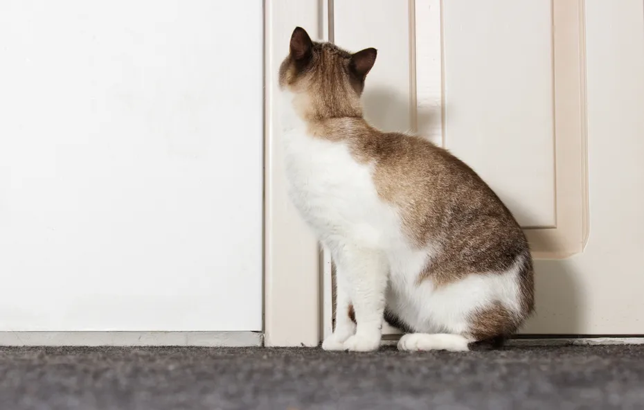 cat sitting outside the door