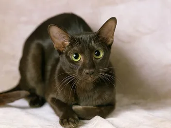 Why Are My Cat's Eyes Dilated? 5 Vet-Reviewed Reasons & What To Do