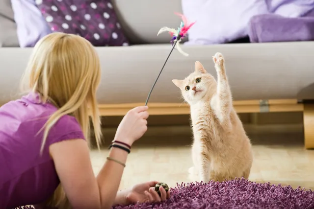 How to Enrich My Cats Life: 14 Vet-Reviewed Ways to Make a Difference