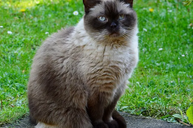 How Much Does a British Shorthair Cost? 2026 Price Overview