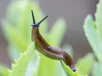 How to Keep Slugs Away From Cat Food: 7 Vet-Approved Tips