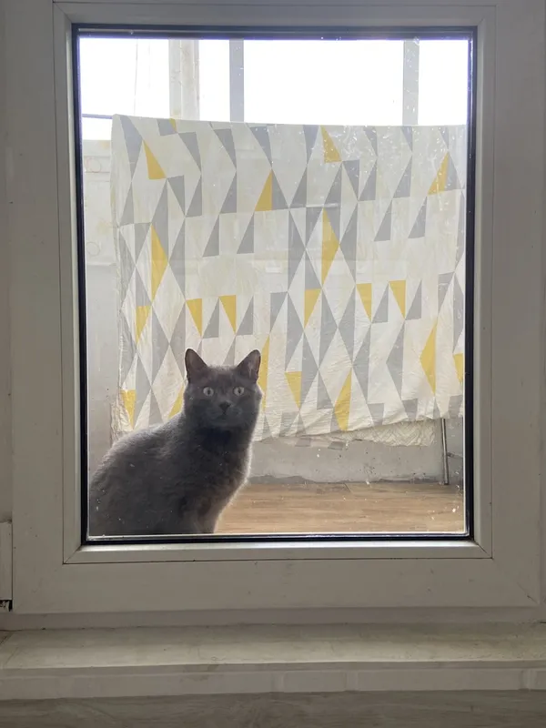 gray cat behind a closed window looks into the room