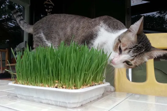 What Is Cat Grass? Vet-Reviewed Benefits, Safety & Growing Tips