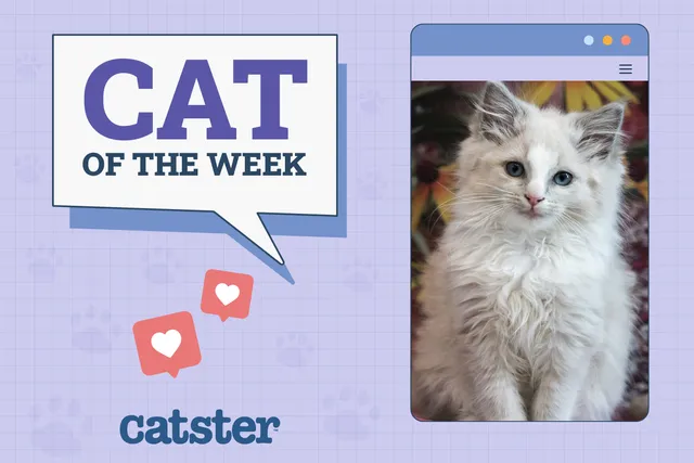 Catster Photo Contest: Cats of the Week Winners (April 17, 2025)