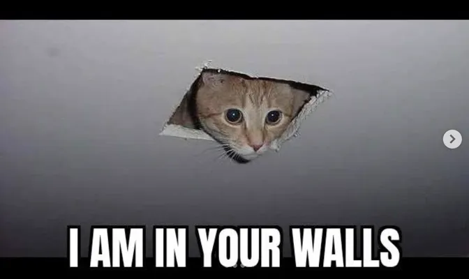 Peek-a-Boo