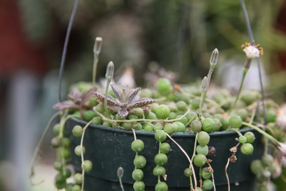 string-of-pearls-plant