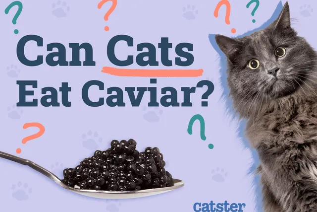 Can Cats Eat Caviar? Vet-Verified Benefits & Precautions