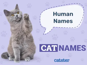 520 Human Cat Names: Fun Options From A-Z