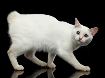 Mekong Bobtail Cat Breed: Info, Pictures, Traits & Facts