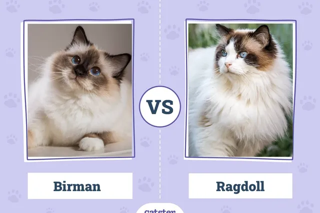 Birman vs Ragdoll: The Differences (With Pictures)