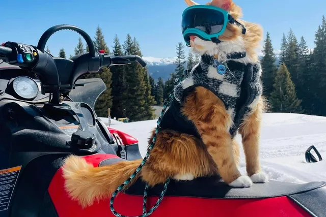 A Cat Who Refused to Stay Home: Meet Liebchen, the World-Travelling Adventure Cat