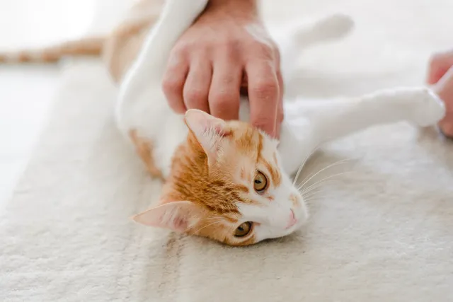 Cat Lymph Nodes: Vet-Verified Health Facts, Guide & Diagram