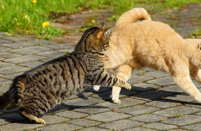 Cat Has Bite and Scratch Wounds? Our Vet Answer What to Do