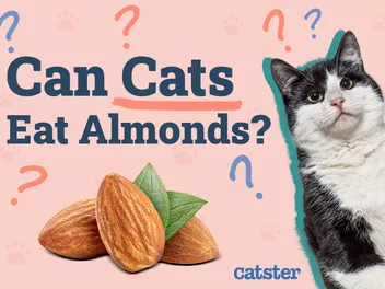 Can Cats Eat Almonds? Vet-Approved Facts & FAQ
