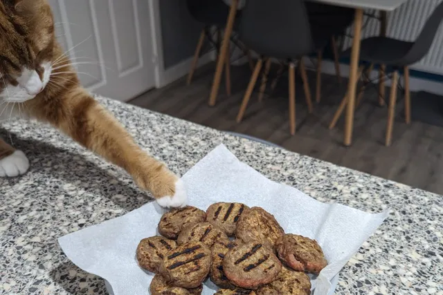 The Thrill of the Hunt: Do Cats Need It to Live a Good Life?