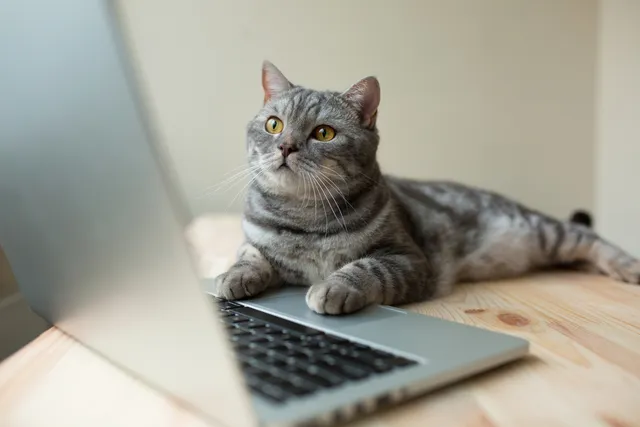 13 Jobs With Cats for Cat Lovers You Can Do in 2026
