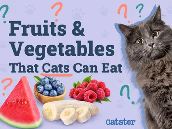 16 Fruits & Vegetables That Cats Can Eat: Vet-Reviewed Facts & Tips