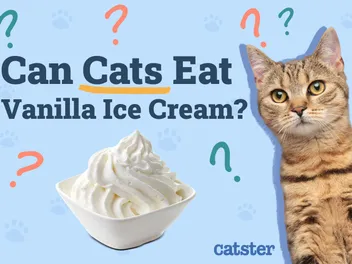 Can Cats Eat Vanilla Ice Cream? Vet-Reviewed Facts & FAQ