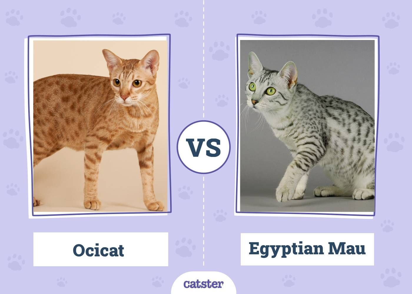 Ocicat VS Egyptian Mau
