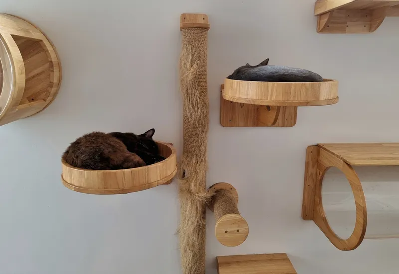 two young cat resting inside modern wall mounted cat bed capsule and looking something