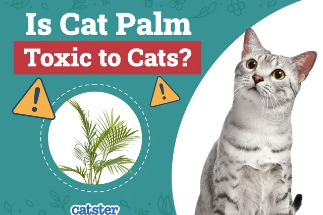 Is Cat Palm Toxic to Cats? Vet-Approved Facts & FAQ