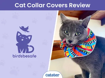 Birdsbesafe Breakaway Collar & Cover Review 2026: A Detailed Look