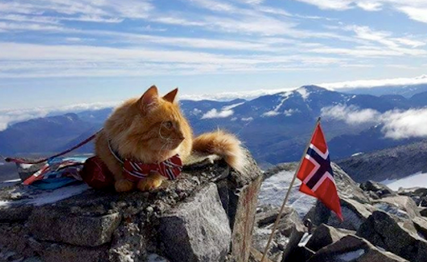 Meet Jesperpus, Confident Outdoors-Loving Cat of Norway