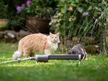 8 Best Outdoor Cat Repellents in 2026 - Reviews & Top Picks