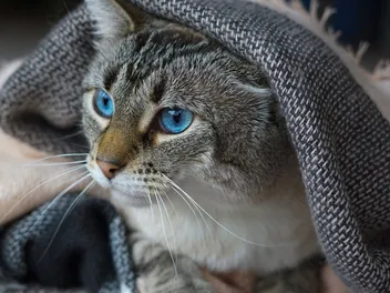 Lynx Point Siamese Cat: Info, Pictures, Facts & Traits