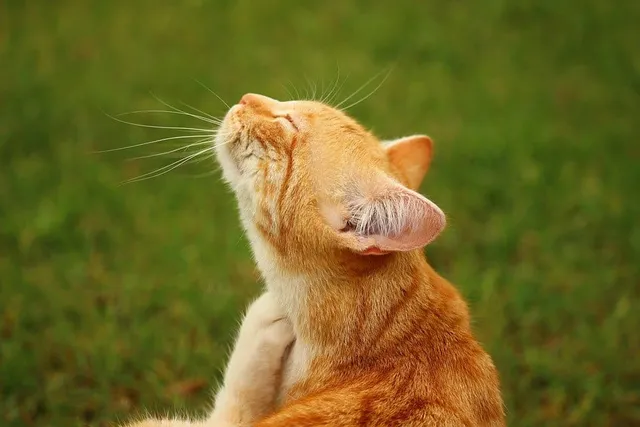 Guide to Dry Skin on Cats: 9 Vet-Reviewed Causes & Treatments
