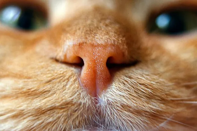 Why Are Cats' Noses Wet? Vet-Approved Feline Anatomy Facts & When to Worry
