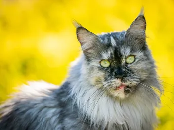 Blue Tortoiseshell Cat: 8 Interesting Facts (With Pictures)