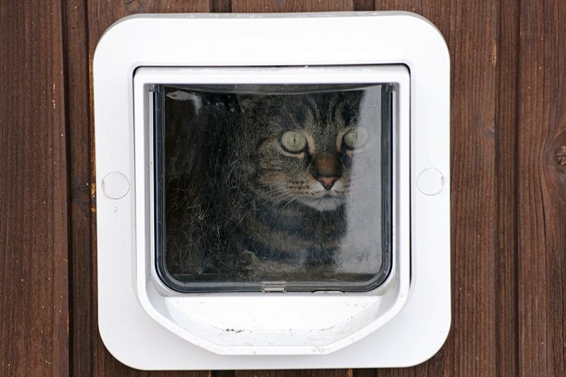 cat looking curiously on the pet door
